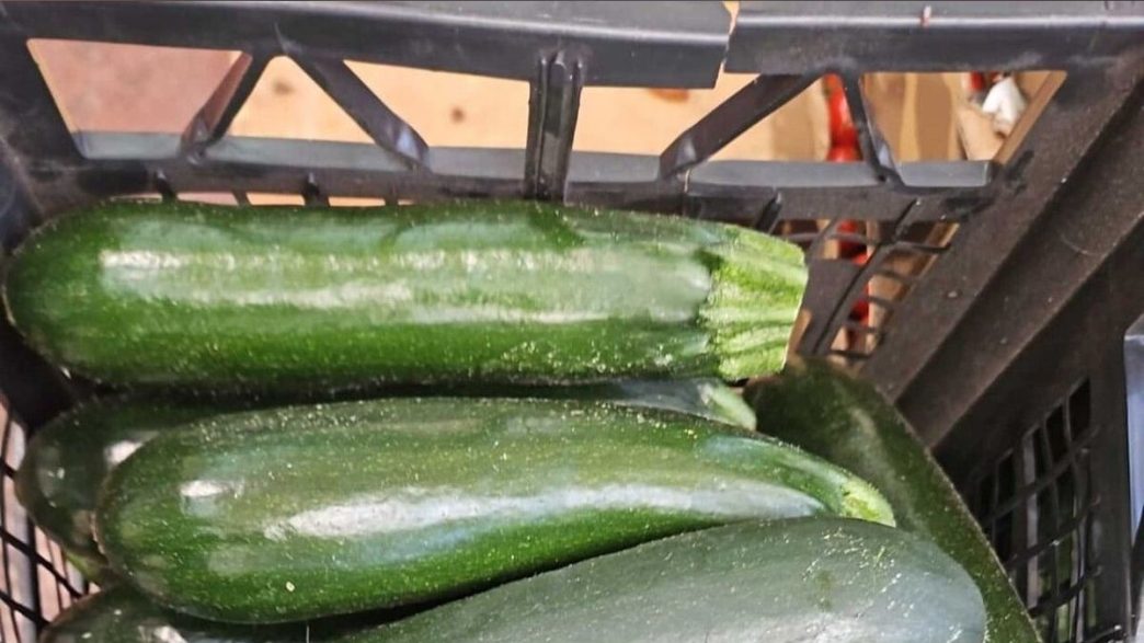 Zucchine, -20% all’ingrosso: l’offerta autunnale “salva-spesa” nonostante il caro carburante